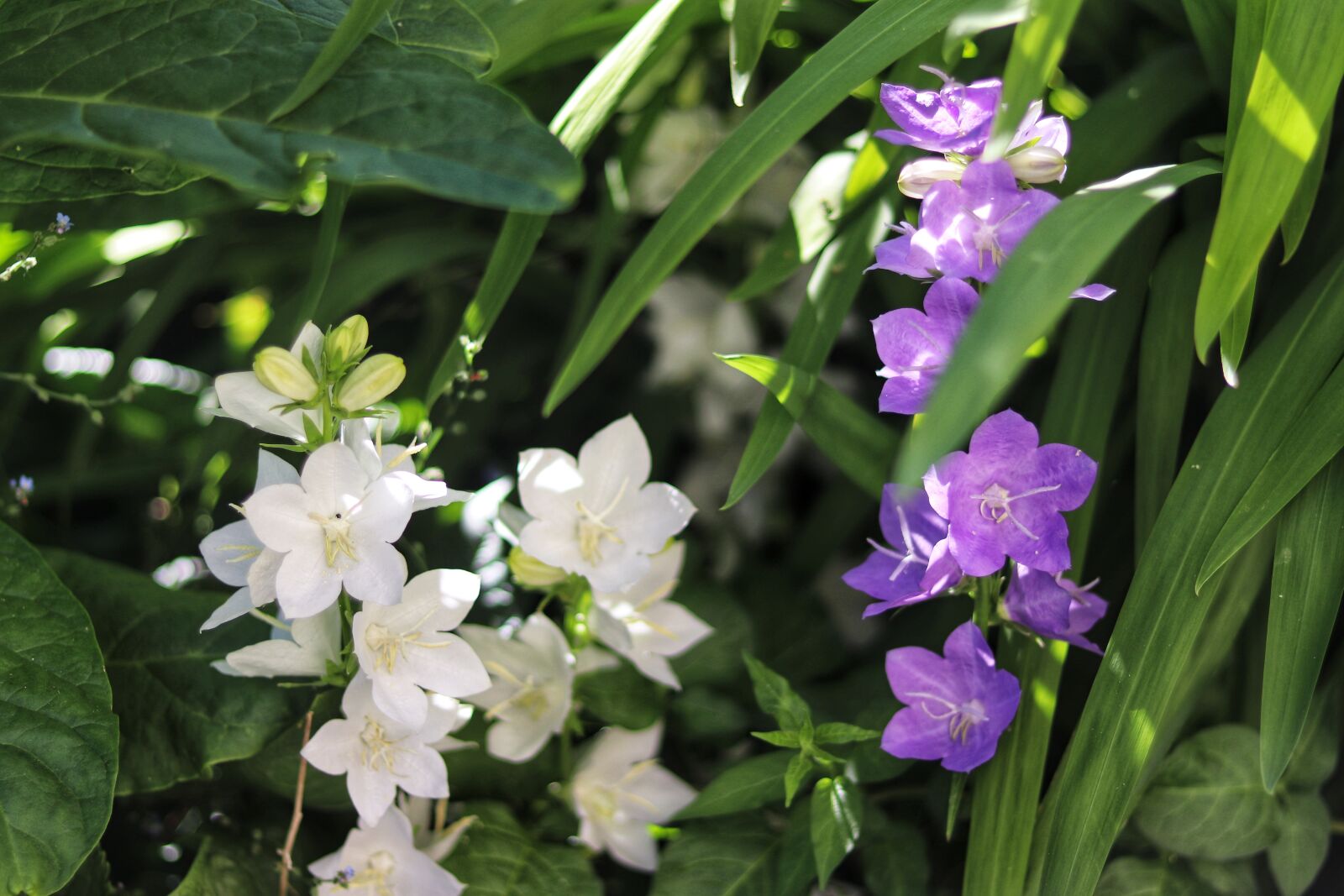 Canon EOS 200D (EOS Rebel SL2 / EOS Kiss X9) sample photo. Beautiful photo, beautiful image photography