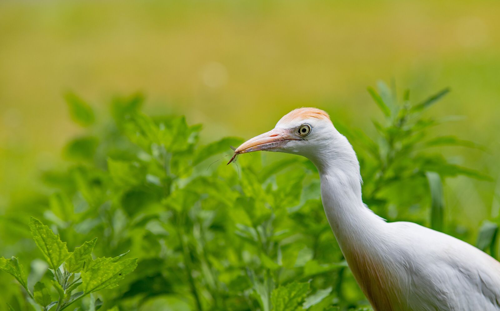 Canon EOS 6D Mark II sample photo. Cattle egret, bird, nature photography