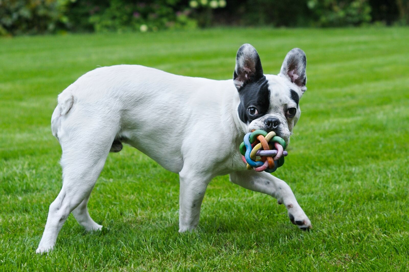 Nikon D300 sample photo. Dog, french bulldog, play photography