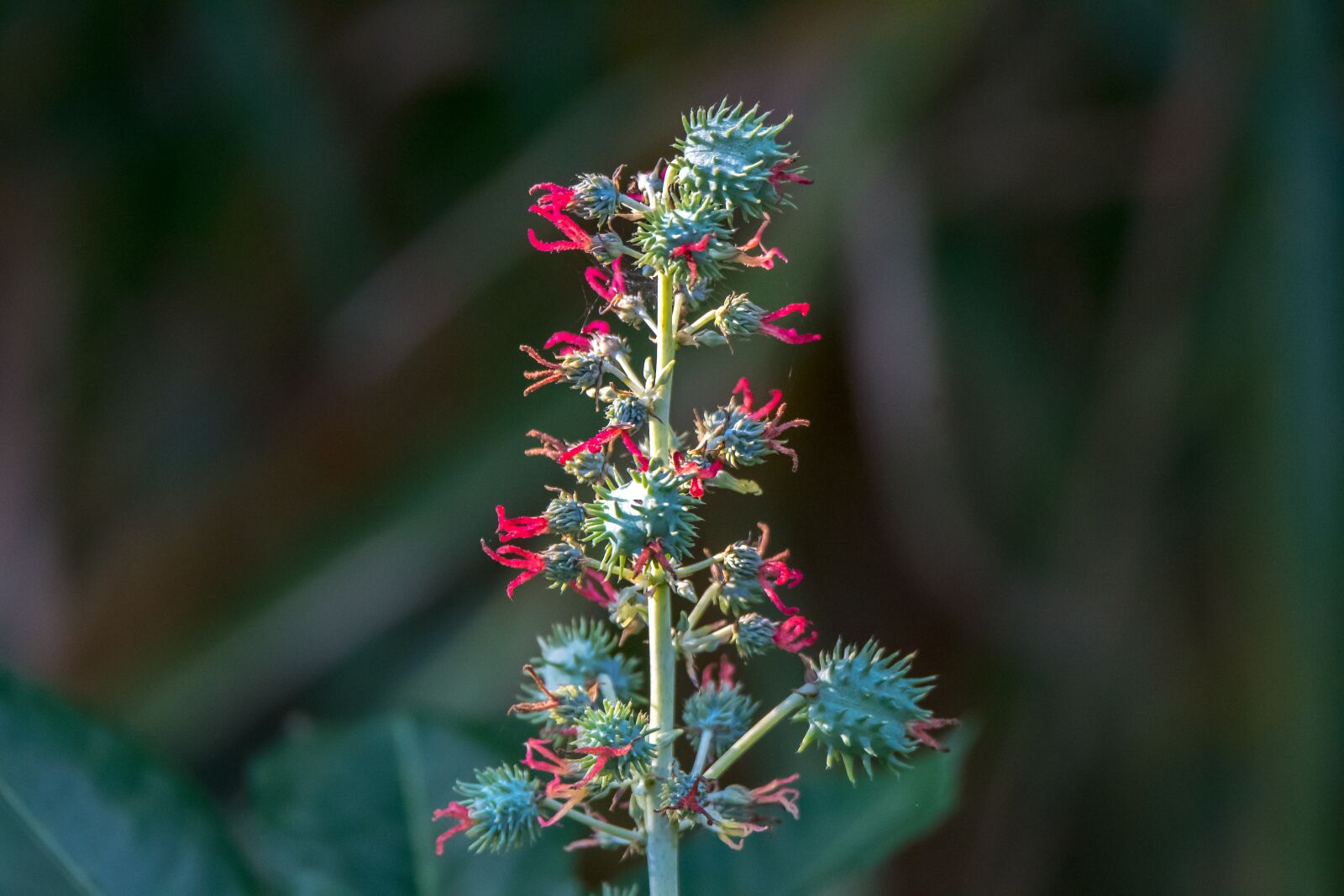 Nikon D7500 sample photo. Flora, natura, flower photography
