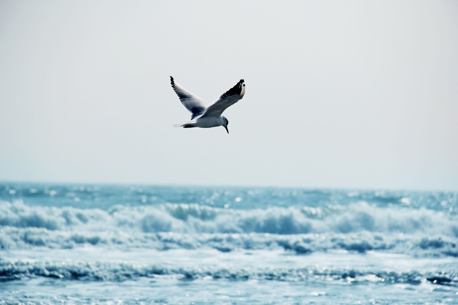 Canon EOS 60D sample photo. Seagull, the sea, blue photography