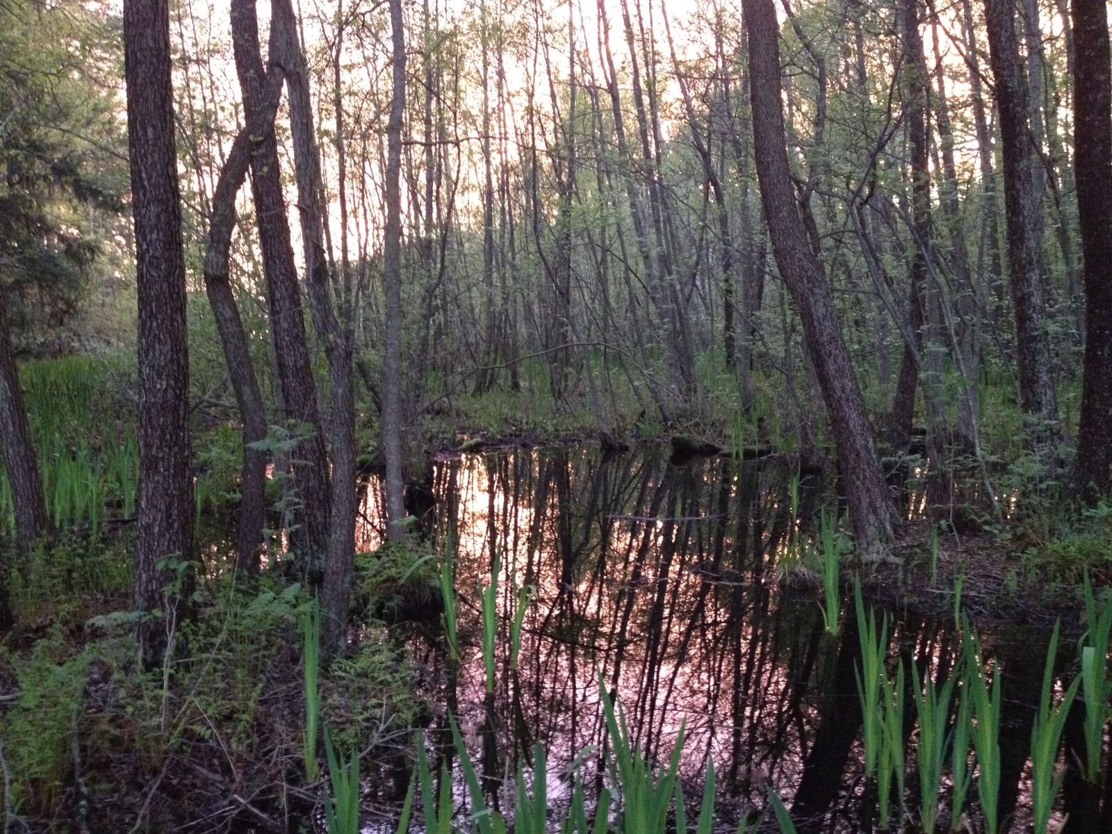 iPhone 4S back camera 4.28mm f/2.4 sample photo. Reflections, sunset, trees, water photography
