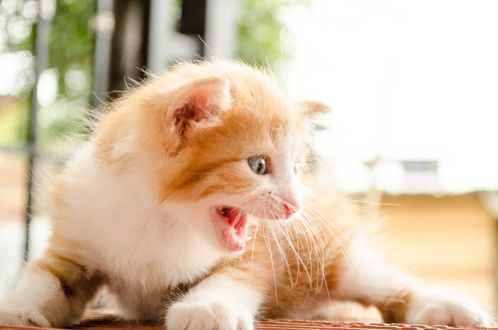 Nikon D5100 sample photo. Cat, aggressive, leon photography