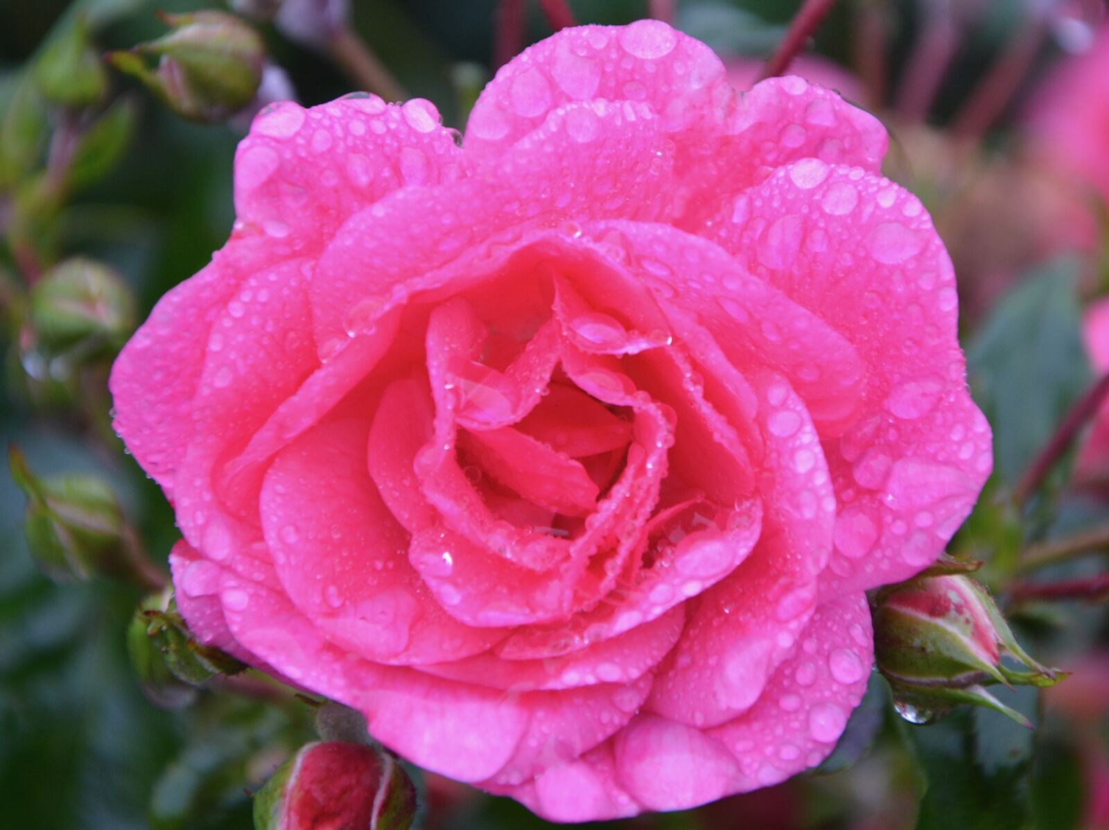 Nikon D5200 sample photo. Pink, flower, petals photography
