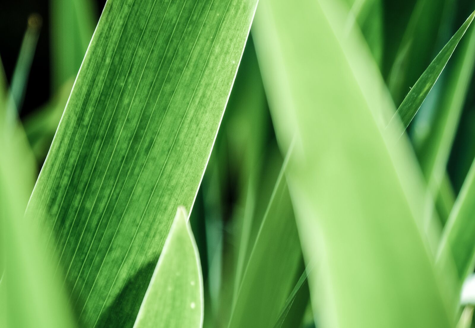 Fujifilm X-T2 + Fujifilm XF 18-135mm F3.5-5.6 R LM OIS WR sample photo. Plant, leaf, green photography