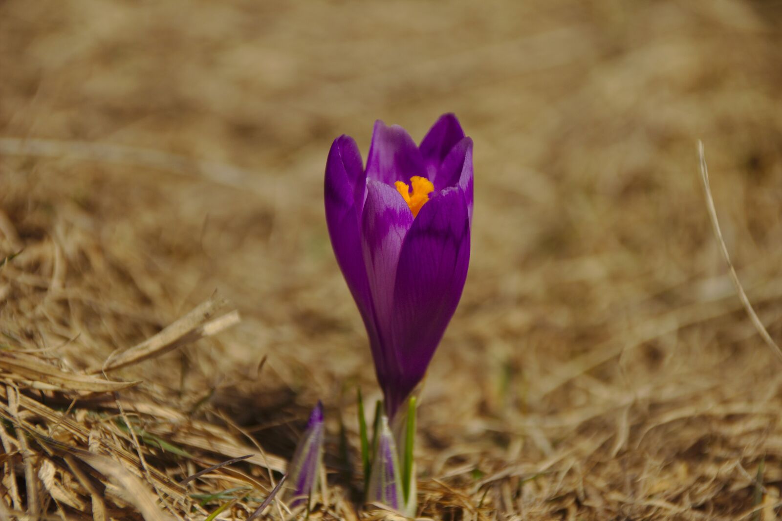 Canon EOS 600D (Rebel EOS T3i / EOS Kiss X5) sample photo. Flower, mov, field photography