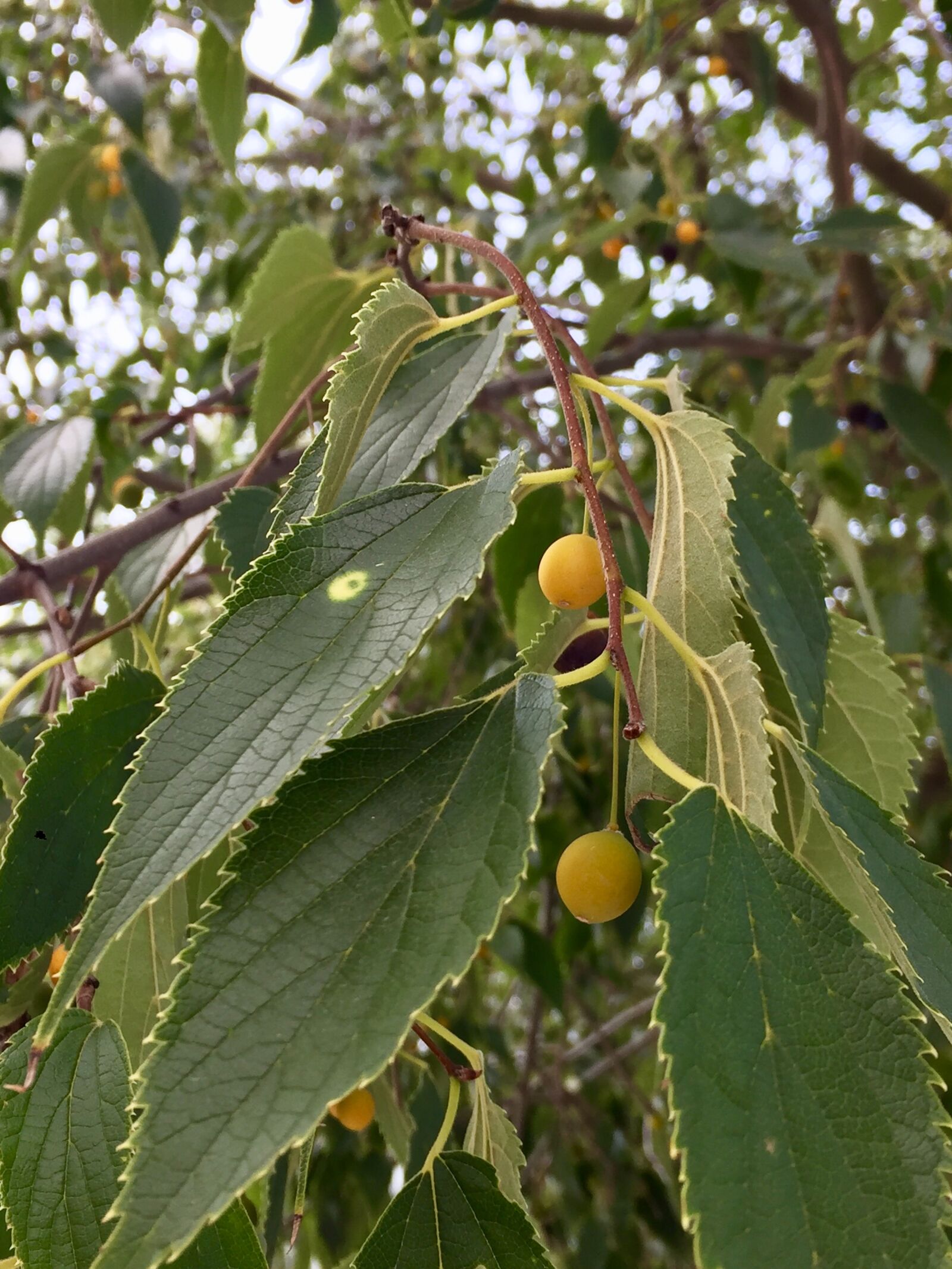 iPhone 6 Plus back camera 4.15mm f/2.2 sample photo