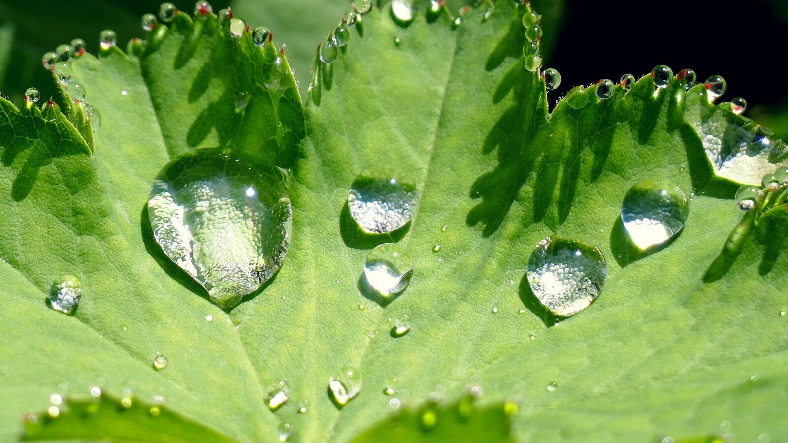 Panasonic Lumix DMC-FZ1000 sample photo. Nature, leaf, raindrop photography