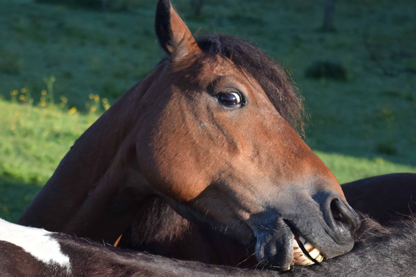 Nikon D3300 sample photo. Cavalry, horse, animal, brown photography