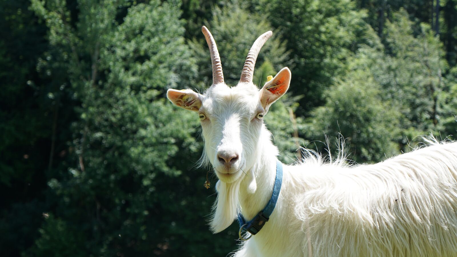 Sony a6000 + Sony E 18-55mm F3.5-5.6 OSS sample photo. Billy goat, goat, horns photography