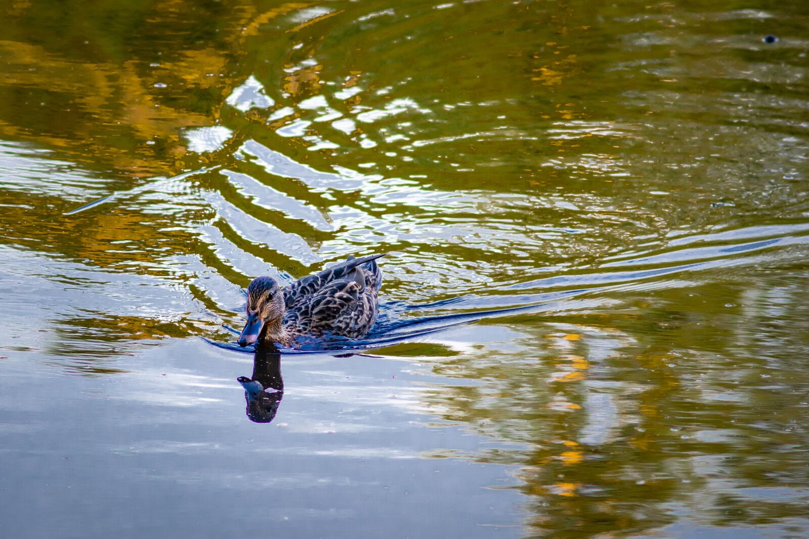 Canon EOS 80D sample photo. "Mallard, water, duck" photography