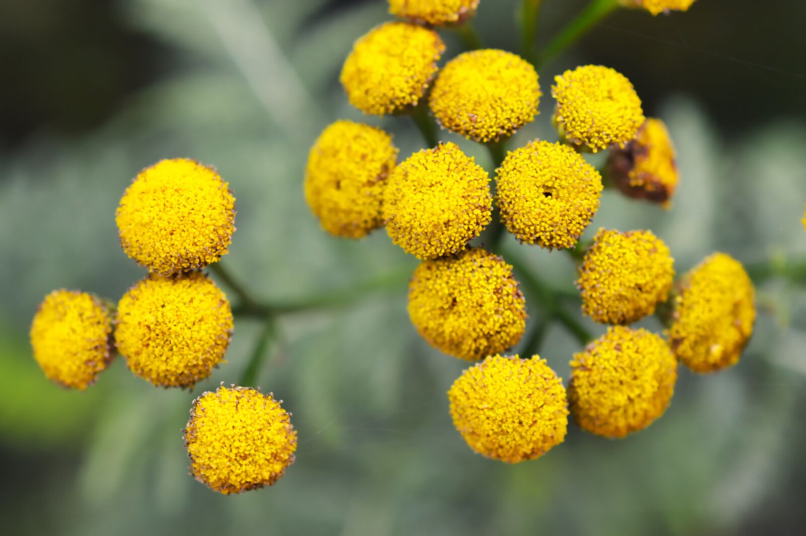 Nikon D3200 sample photo. Flower, mimosa, provence photography