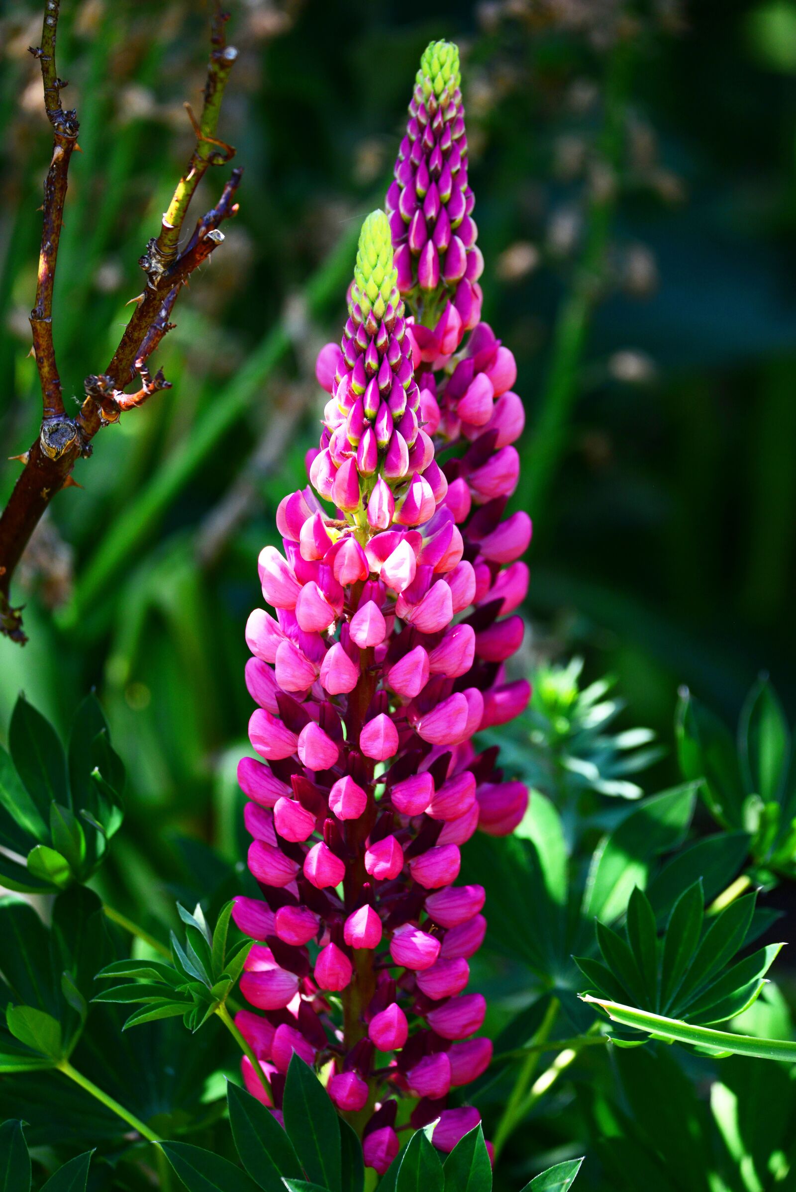 Nikon D800 sample photo. Lupin, flower, pink photography