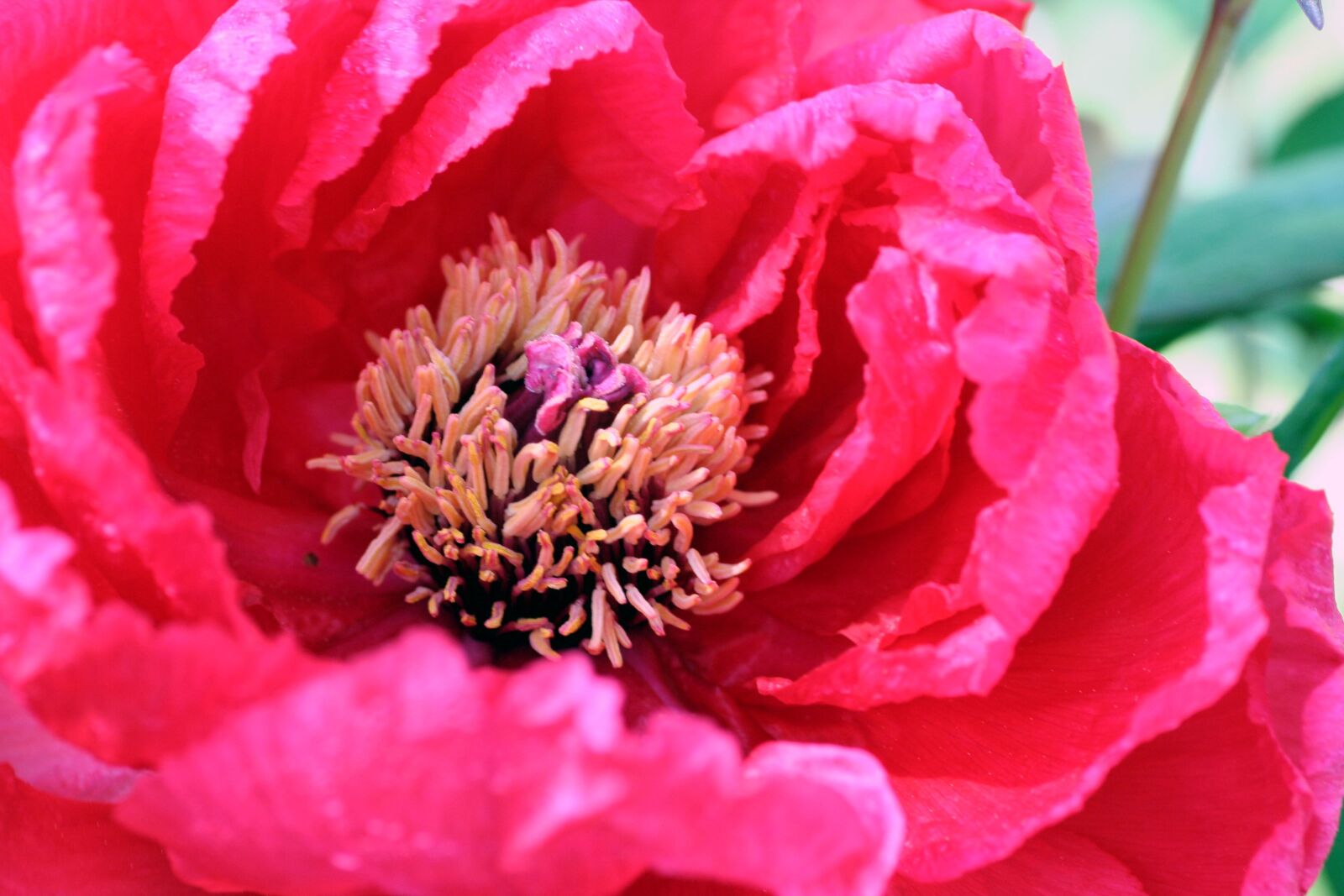 Canon EOS 350D (EOS Digital Rebel XT / EOS Kiss Digital N) sample photo. Flower, peony, pink photography