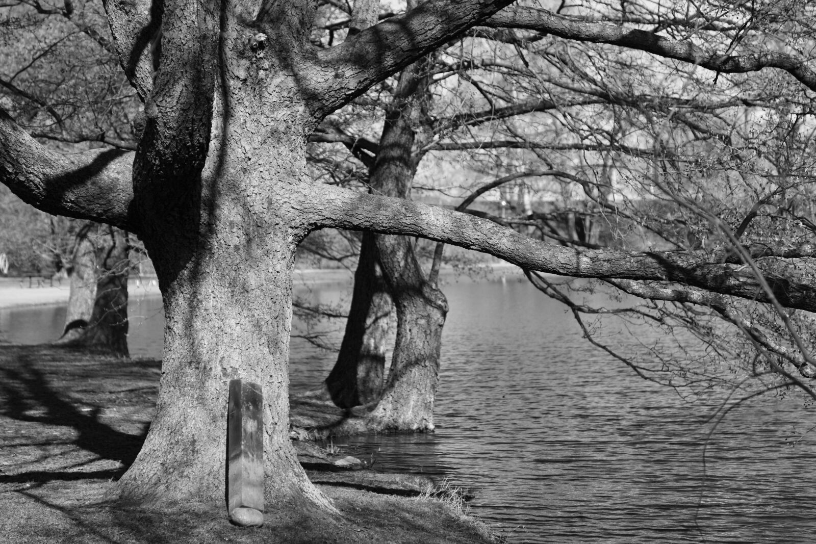Canon EOS 5D Mark II sample photo. Summer, trees by the photography