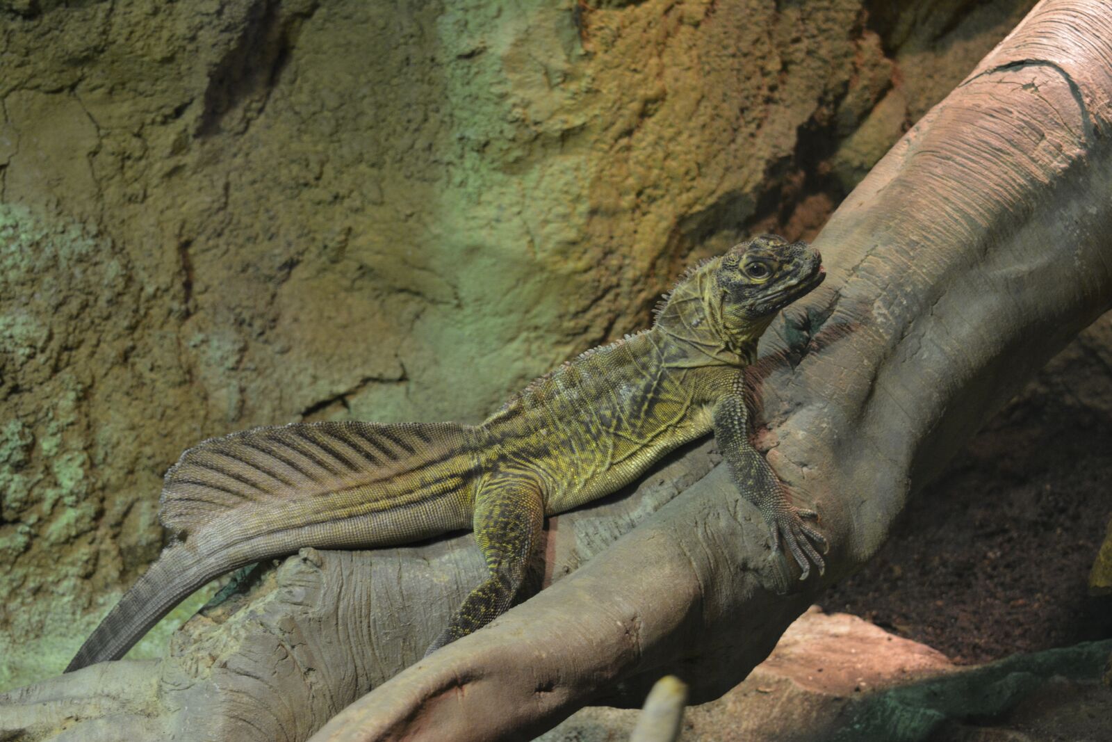 Nikon D5200 sample photo. Lizard, green, animal photography