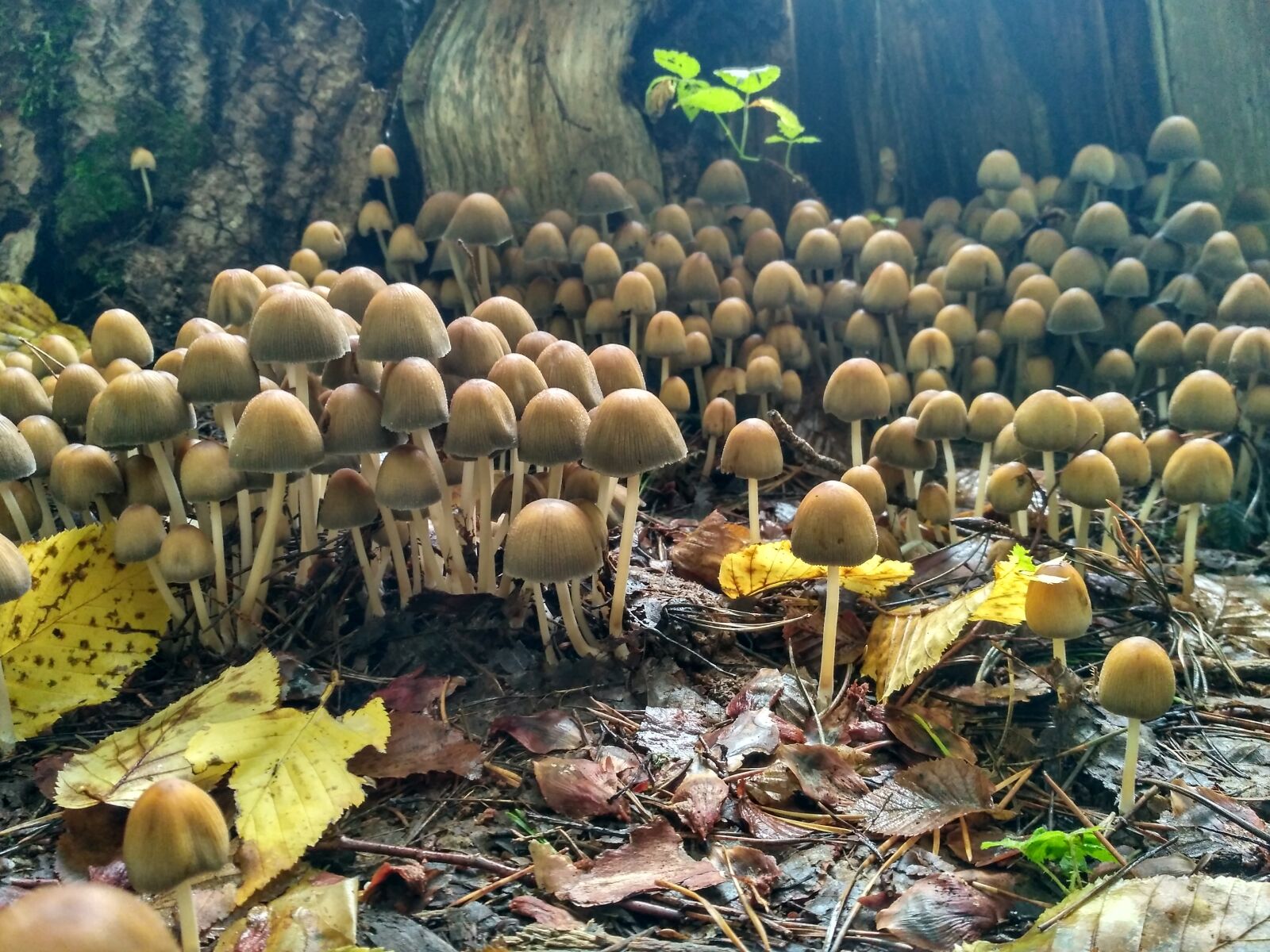 Xiaomi Redmi 3S sample photo. Mushrooms, forest, autumn photography