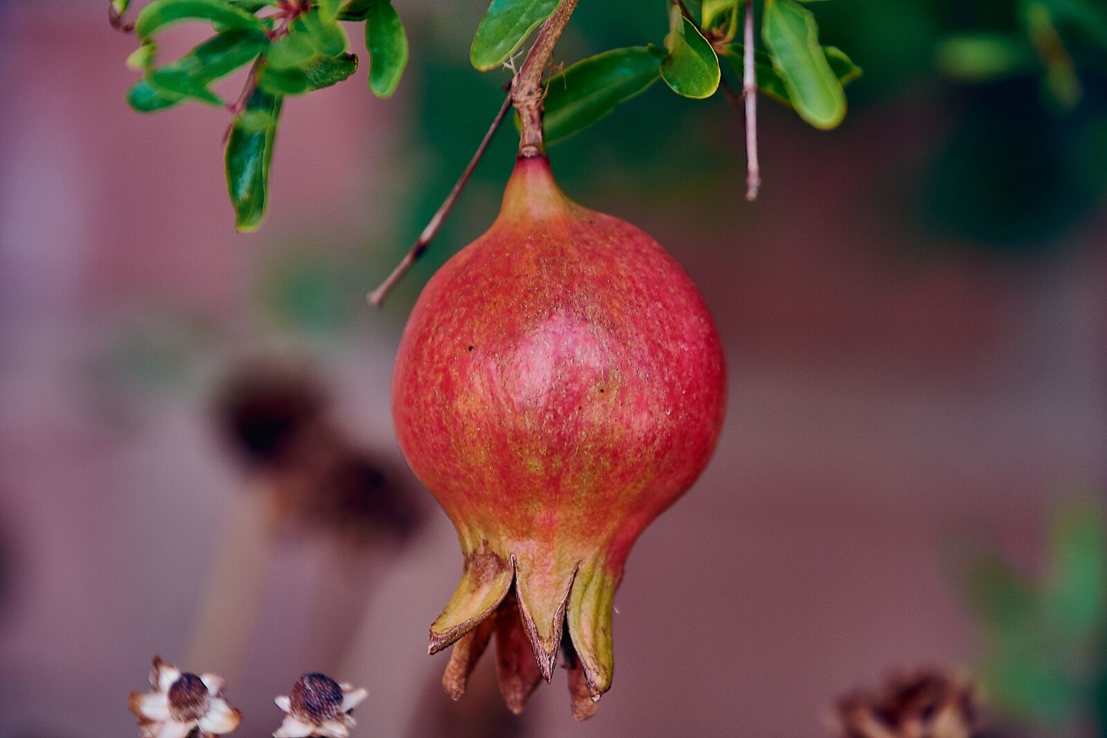 Nikon D7200 sample photo. Granada, fruit, red photography