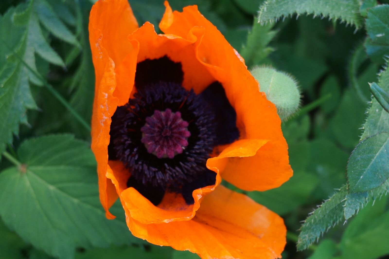 Sony a6000 sample photo. Poppy, garden, red photography