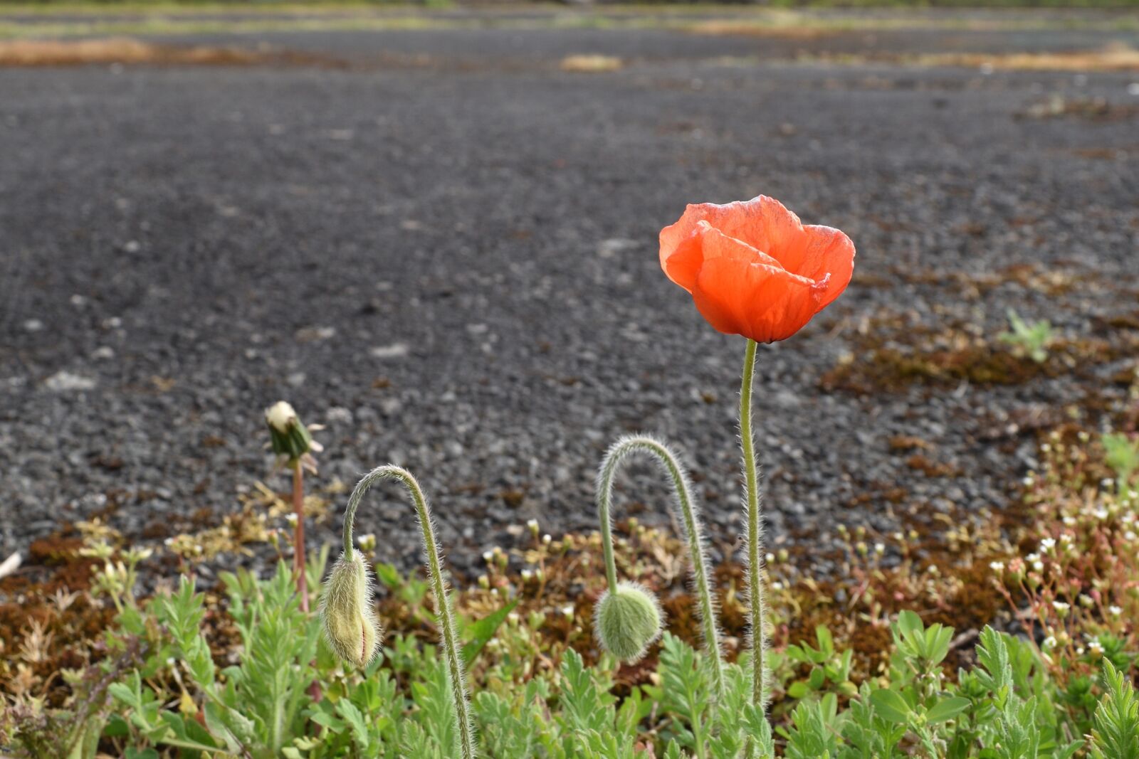 Nikon D5500 sample photo. Poppy flower, red, cup photography