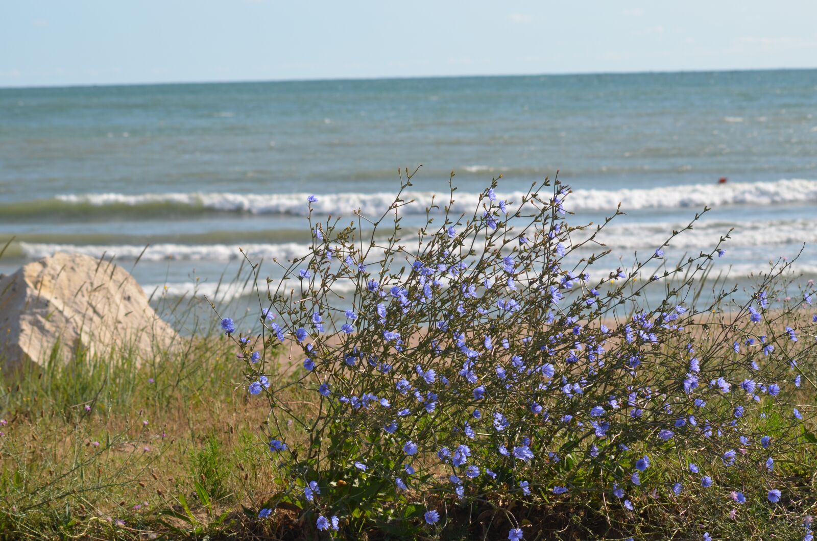 Nikon D5100 sample photo. Plants, water, nice photography