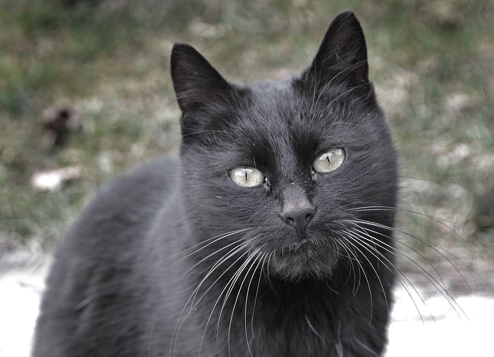 Nikon D3100 sample photo. Cat, black, view photography