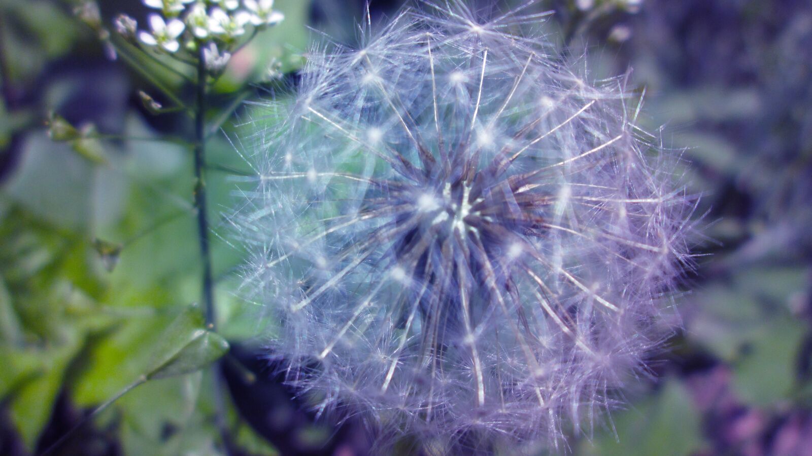 Canon PowerShot A810 sample photo. Flower, magic, mystic photography