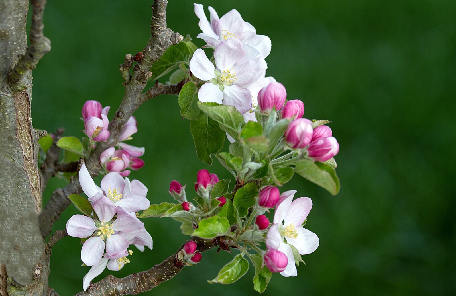 Canon EOS 7D sample photo. Apple blossom, apple tree photography
