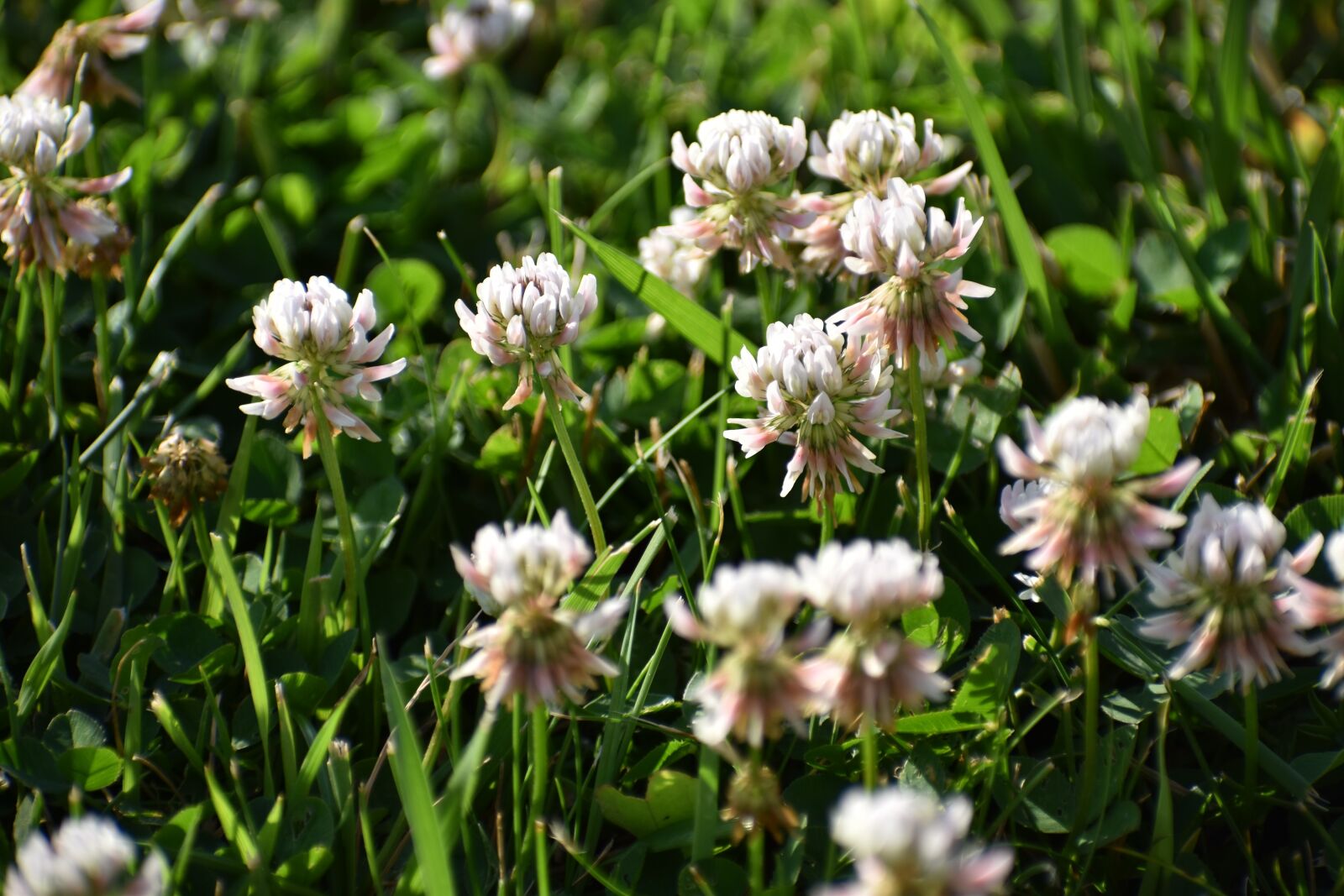 Nikon D5500 sample photo. Clover, grass, nature photography
