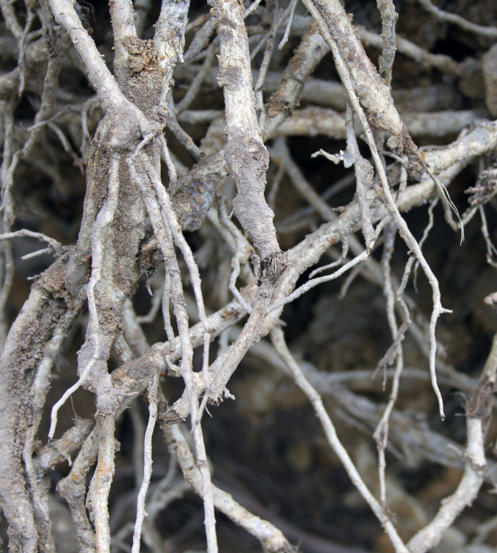 Canon EOS 7D sample photo. Roots, tree roots, tree photography