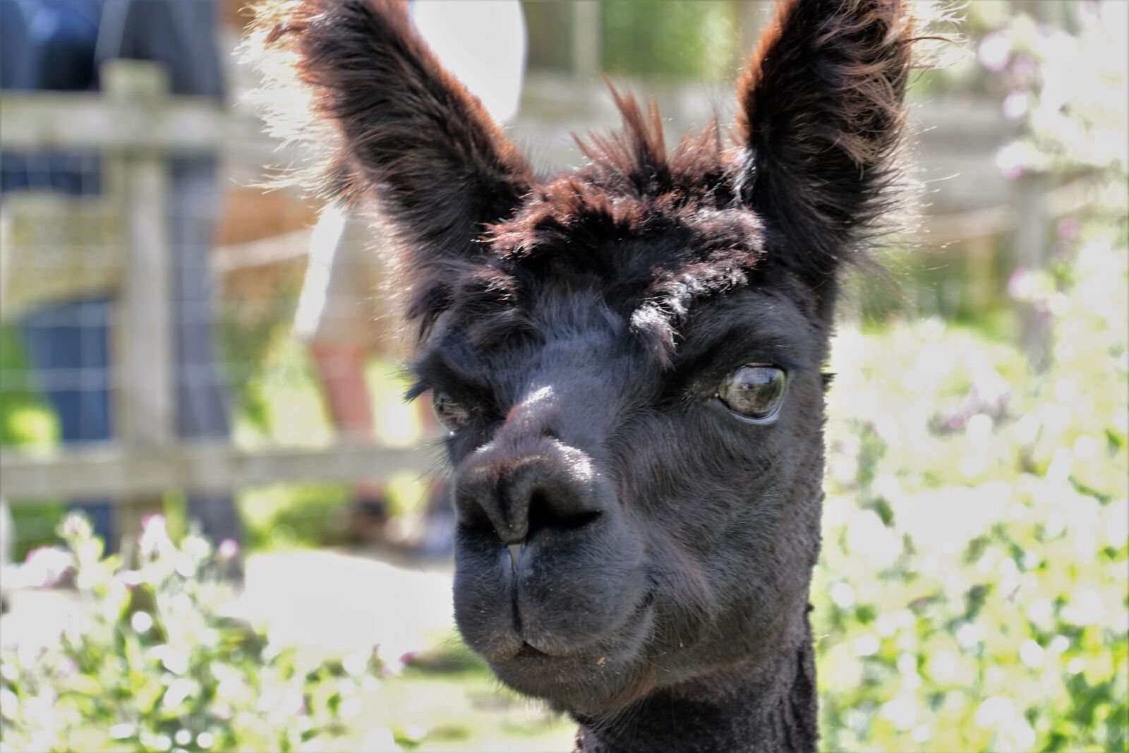 Canon EOS 7D Mark II sample photo. Alpaca, hair, fur photography