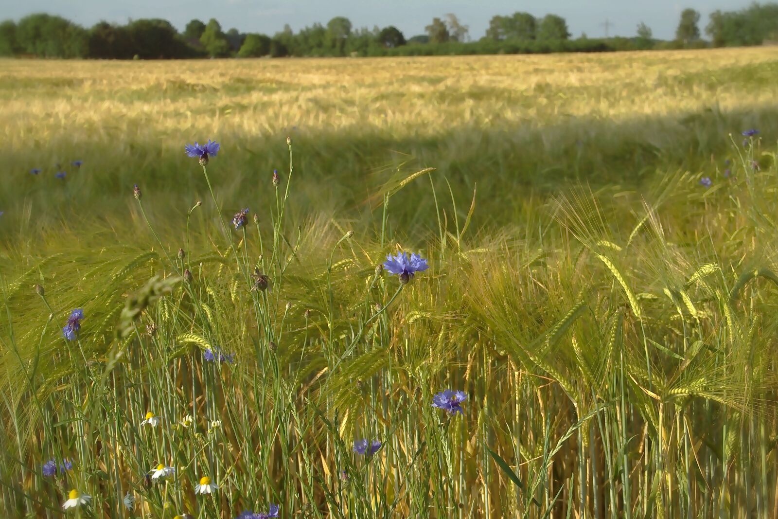 Nikon D5600 sample photo. Cornfield, barley, field photography