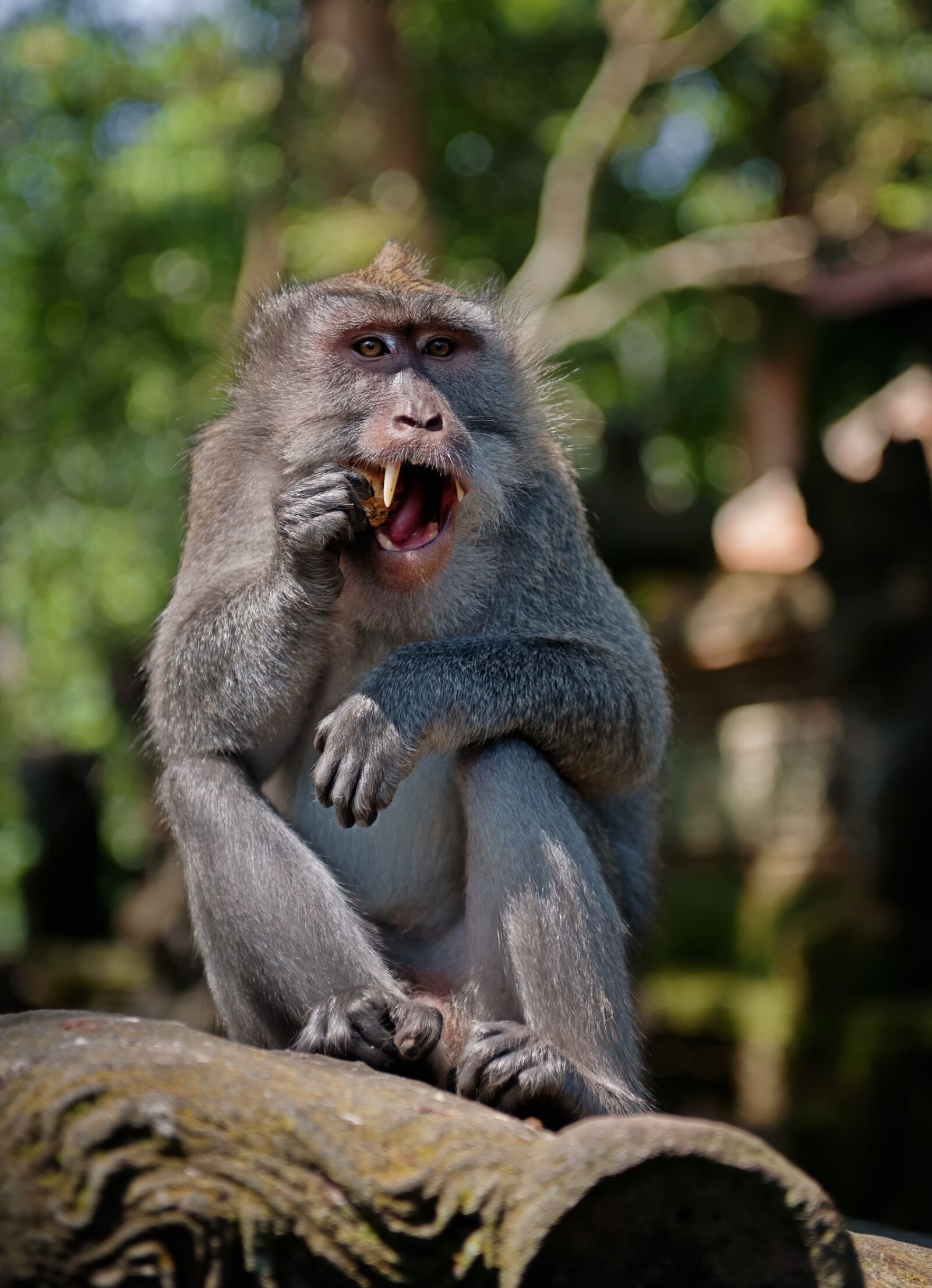Nikon D3X sample photo. Monkey, primate, animal world photography