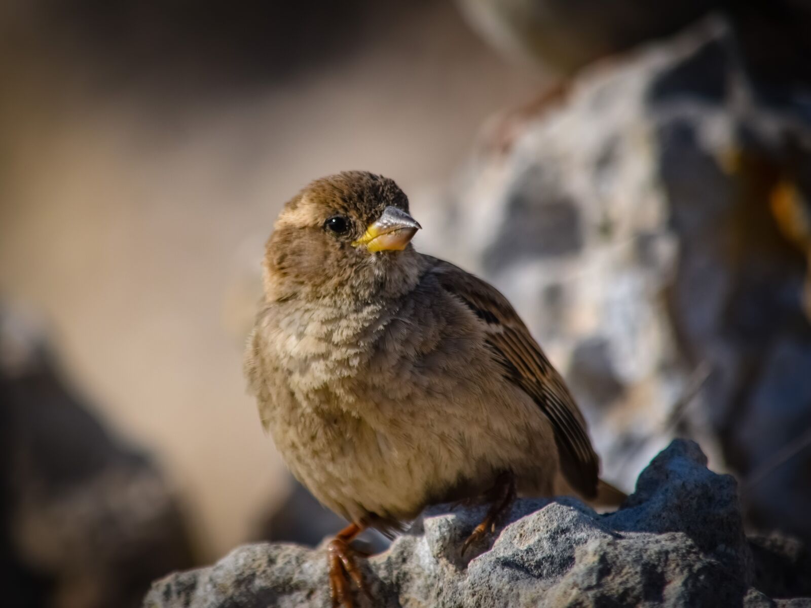 Nikon D3300 sample photo. Sparrow, nature, wildlife photography
