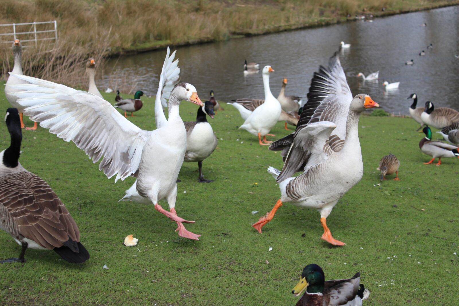 Canon EOS 1200D (EOS Rebel T5 / EOS Kiss X70 / EOS Hi) sample photo. Geese, flight, feathers photography