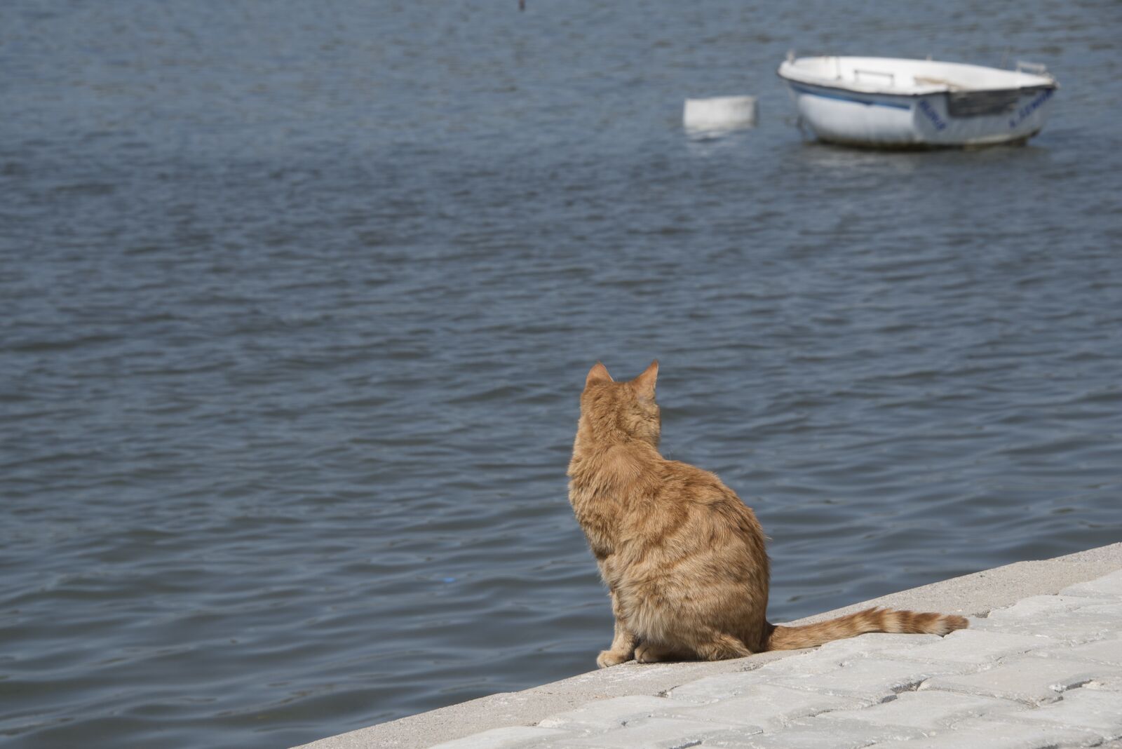 Nikon D750 sample photo. Cat, sea, ocean photography