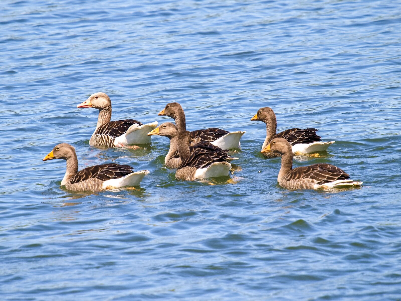 Olympus E-3 sample photo. Goose, greylag goose, water photography