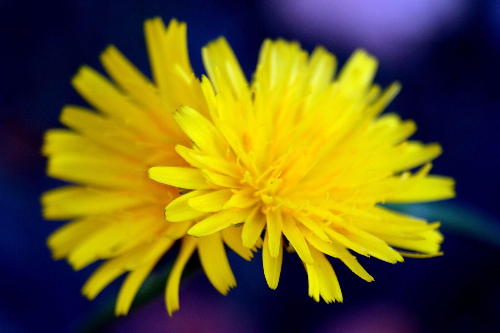 Sony DT 18-55mm F3.5-5.6 SAM II sample photo. Special, nature, macro photography