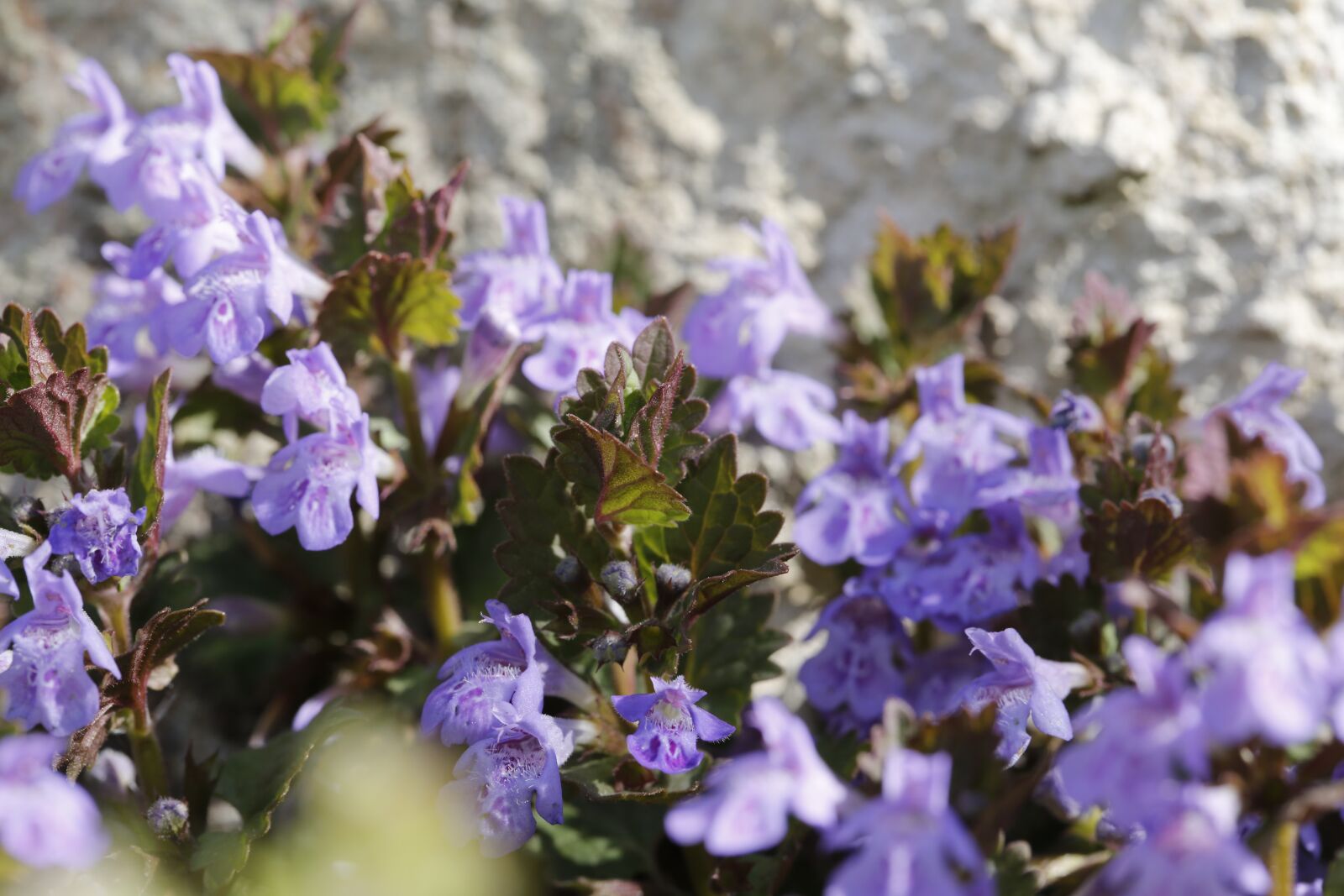 Canon EF 100mm F2.8L Macro IS USM sample photo. Spring, sprout, engine photography