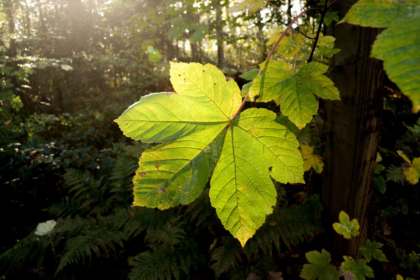 Nikon D610 sample photo. Leaf, close up, big photography