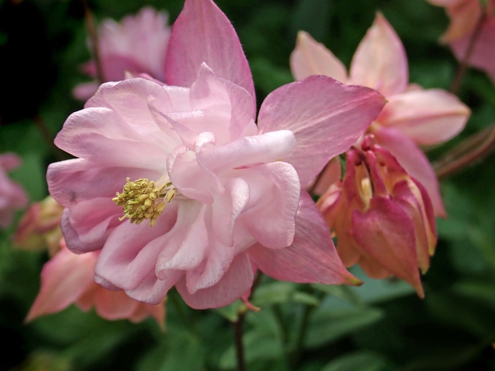 Olympus TG-5 sample photo. Flower, pink, columbine photography