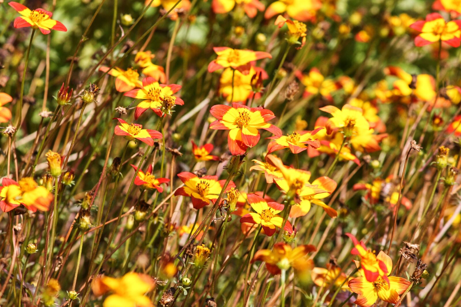 Canon EOS 1100D (EOS Rebel T3 / EOS Kiss X50) sample photo. Goldkosmee, asteraceae, cosmos sulphureus photography