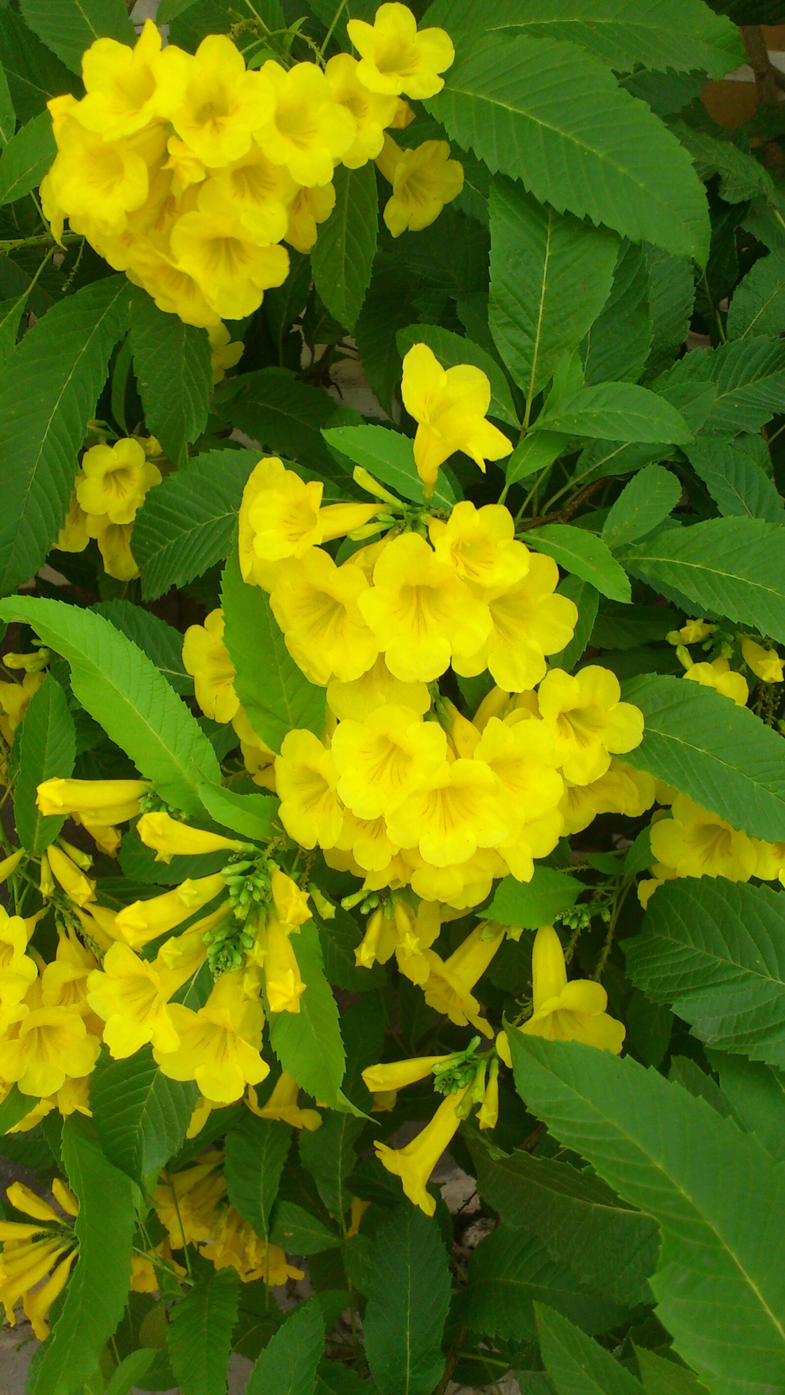 Sony Ericsson Xperia arc S sample photo. Floral canaries, natural, photo photography