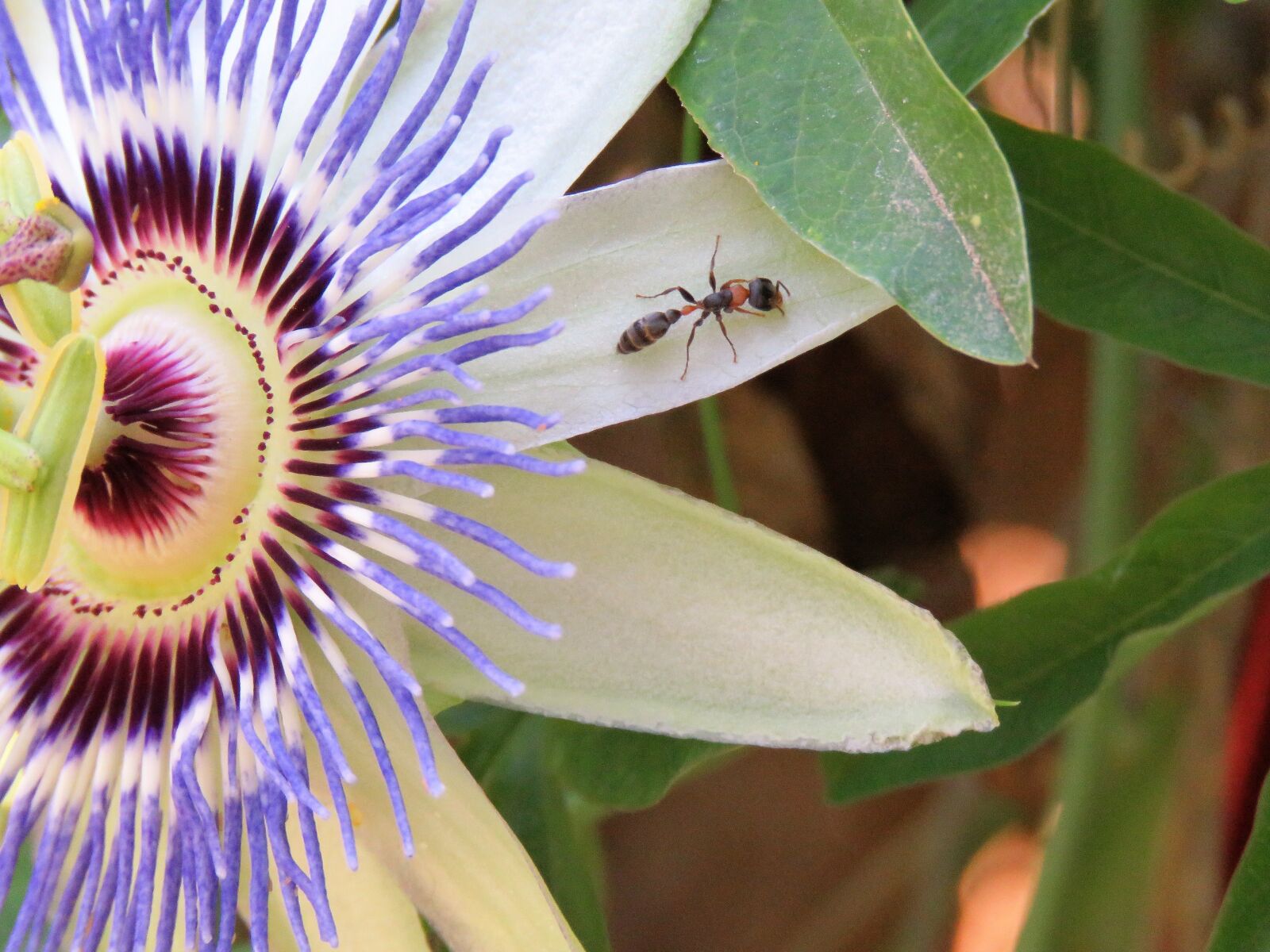 Canon PowerShot SX60 HS sample photo. Insect, flower, macro photography