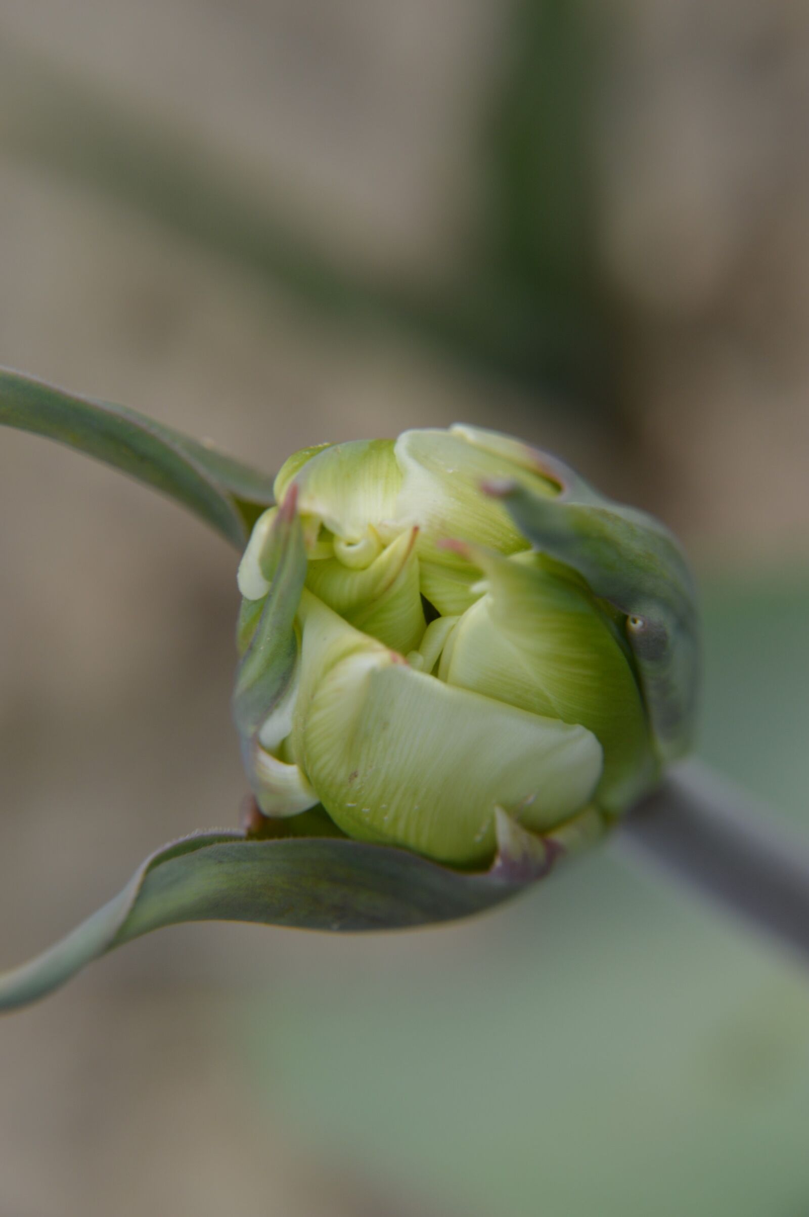 Nikon D3200 sample photo. Flower, spring, nature photography