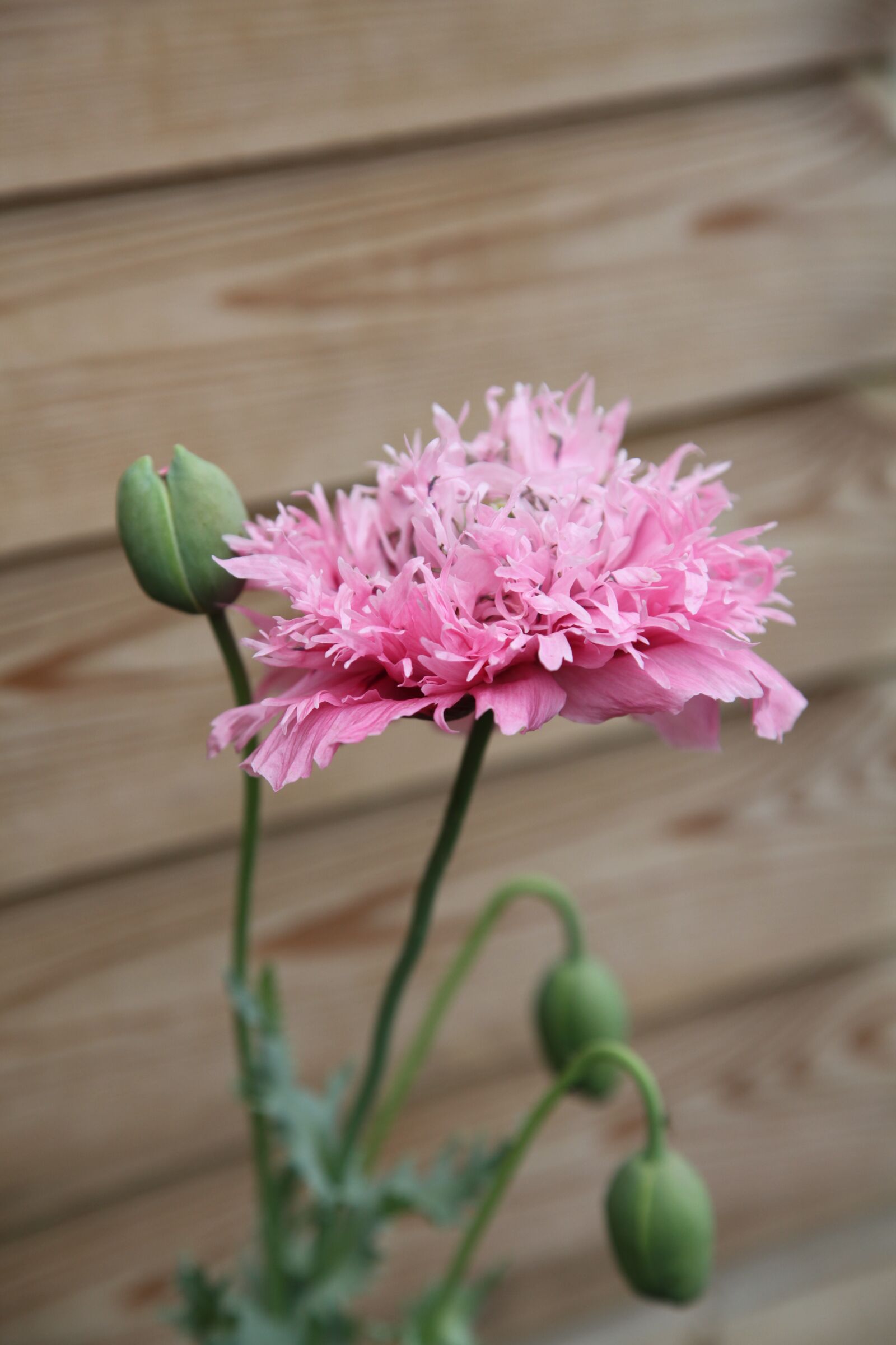 Canon EOS 5D Mark II sample photo. Pink, flower, poppy photography