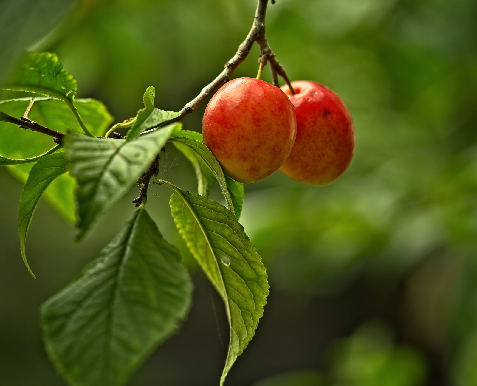 Sony a7 III sample photo. Fruit, plum, branch photography
