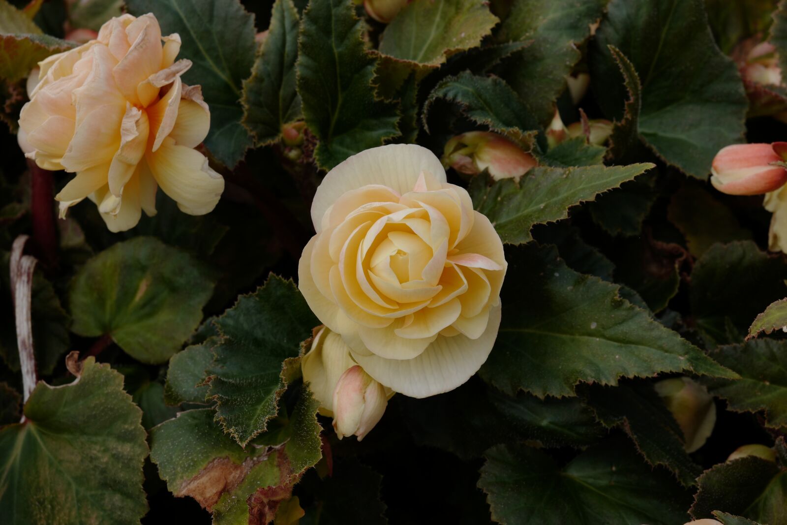 Vario-Elmar TL 1:3.5-5.6 / 18-56 ASPH. sample photo. Rose yellow, yellow rose photography