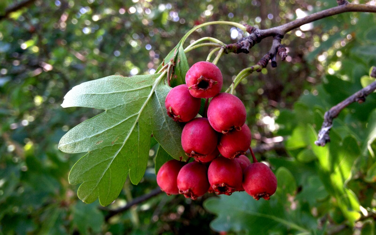 iPhone 5c back camera 4.12mm f/2.4 sample photo. Berries, foliage, leaves, nature photography