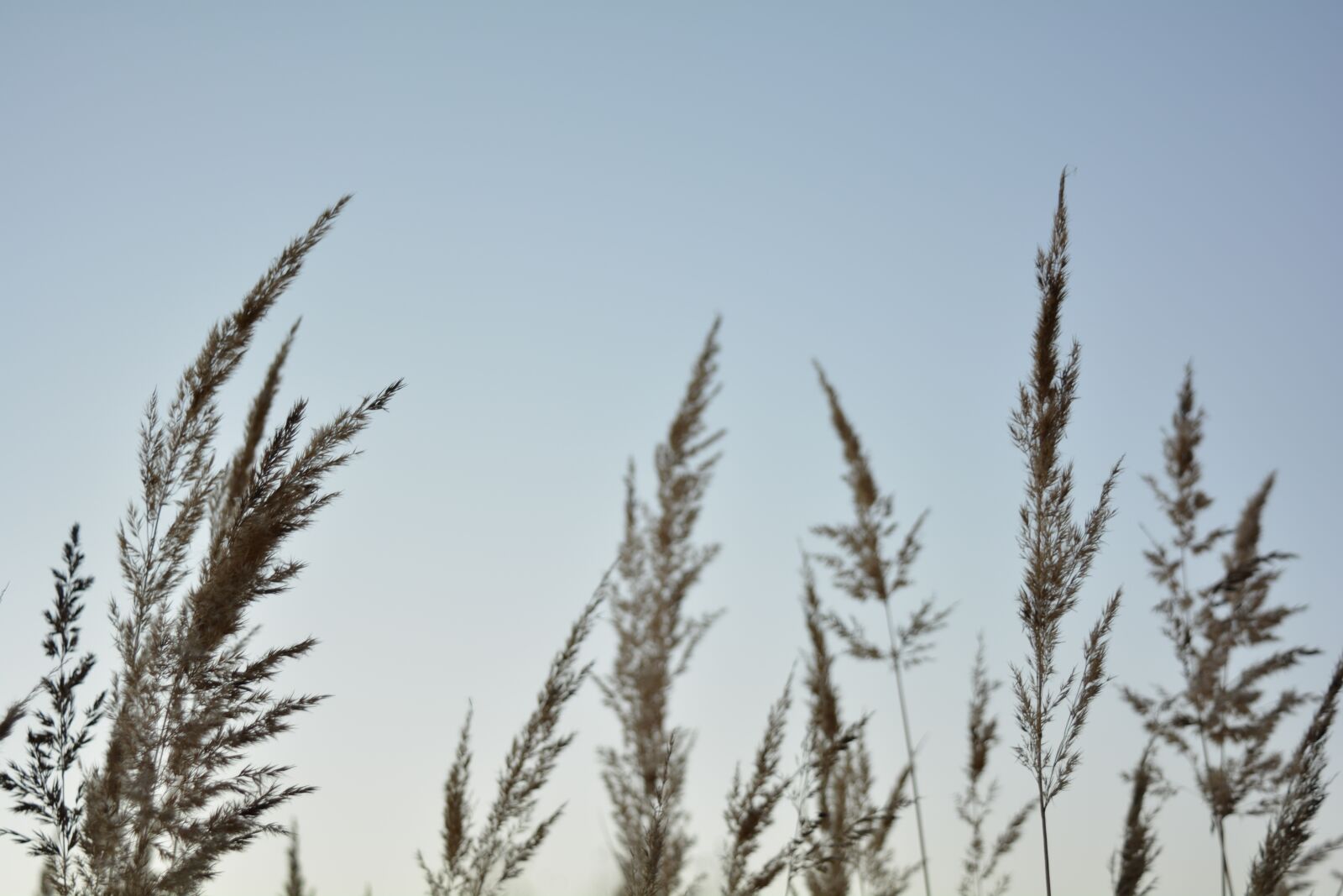 Nikon D5200 sample photo. Sunset, grass, nature photography